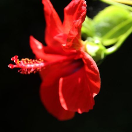 Gardens Downtown Center Chania Elpida Villa 外观 照片
