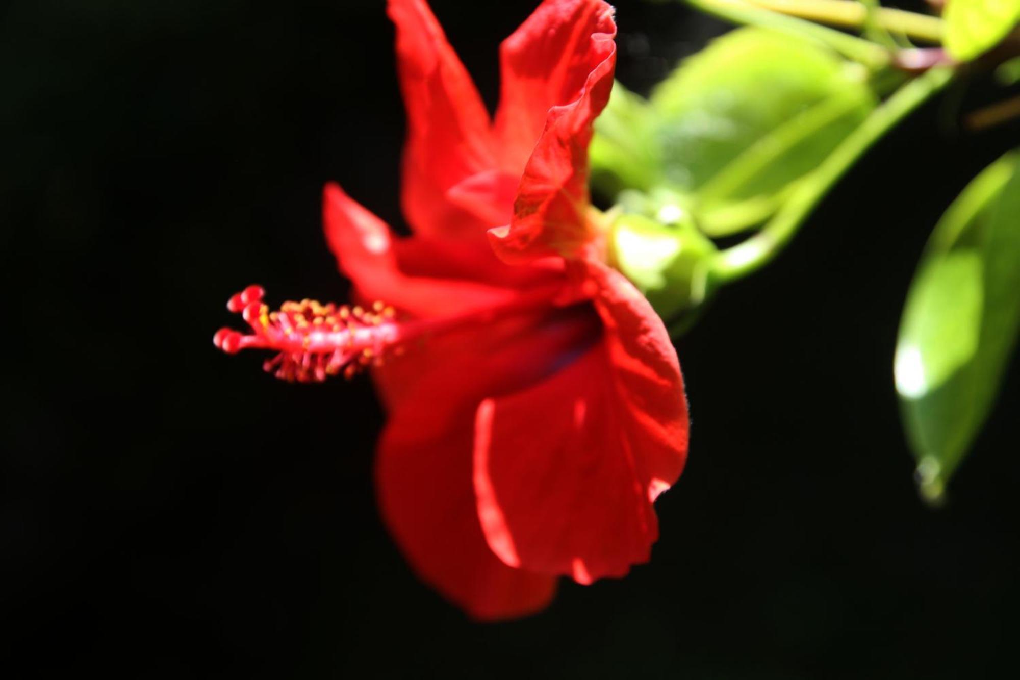 Gardens Downtown Center Chania Elpida Villa 外观 照片